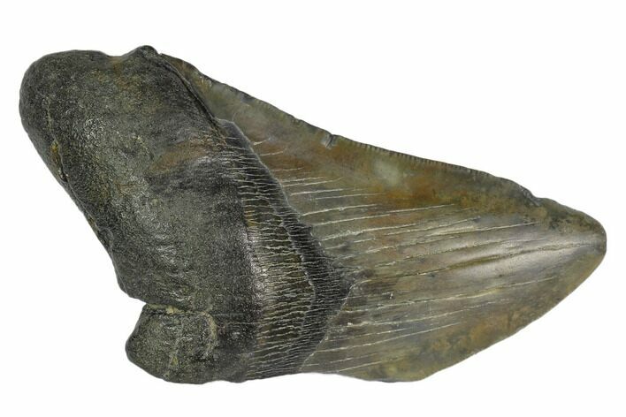 Partial Fossil Megalodon Tooth - South Carolina #125255